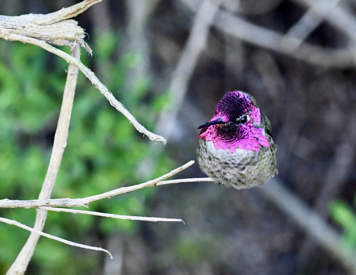 Anna's Hummingbird - ML611733911