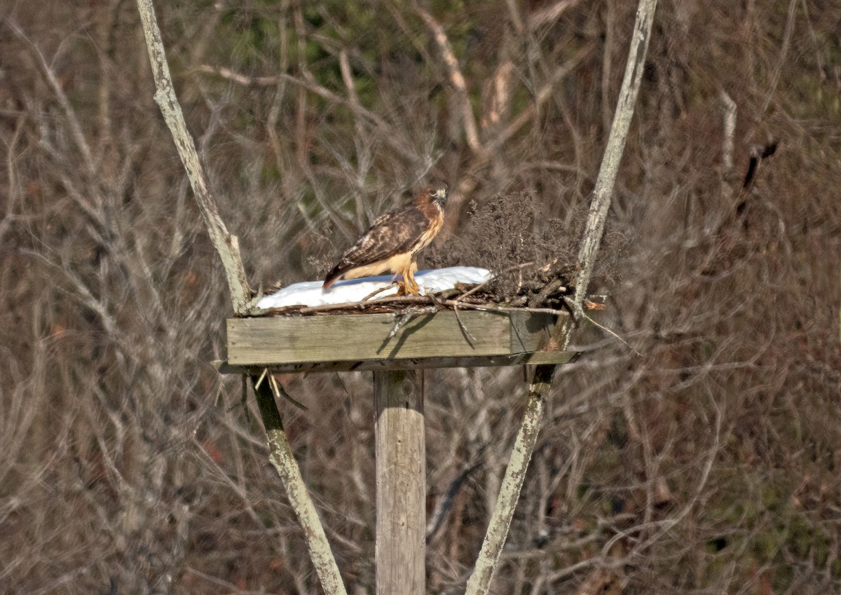 Red-tailed Hawk - ML611733912