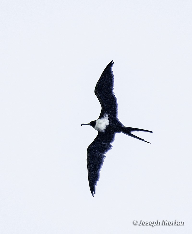 Lesser Frigatebird - ML611733913