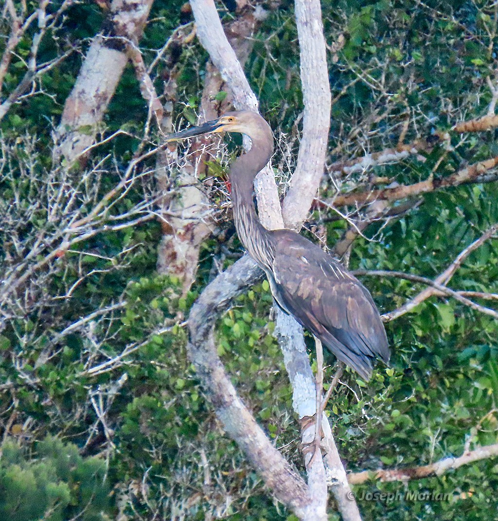 Great-billed Heron - ML611733915