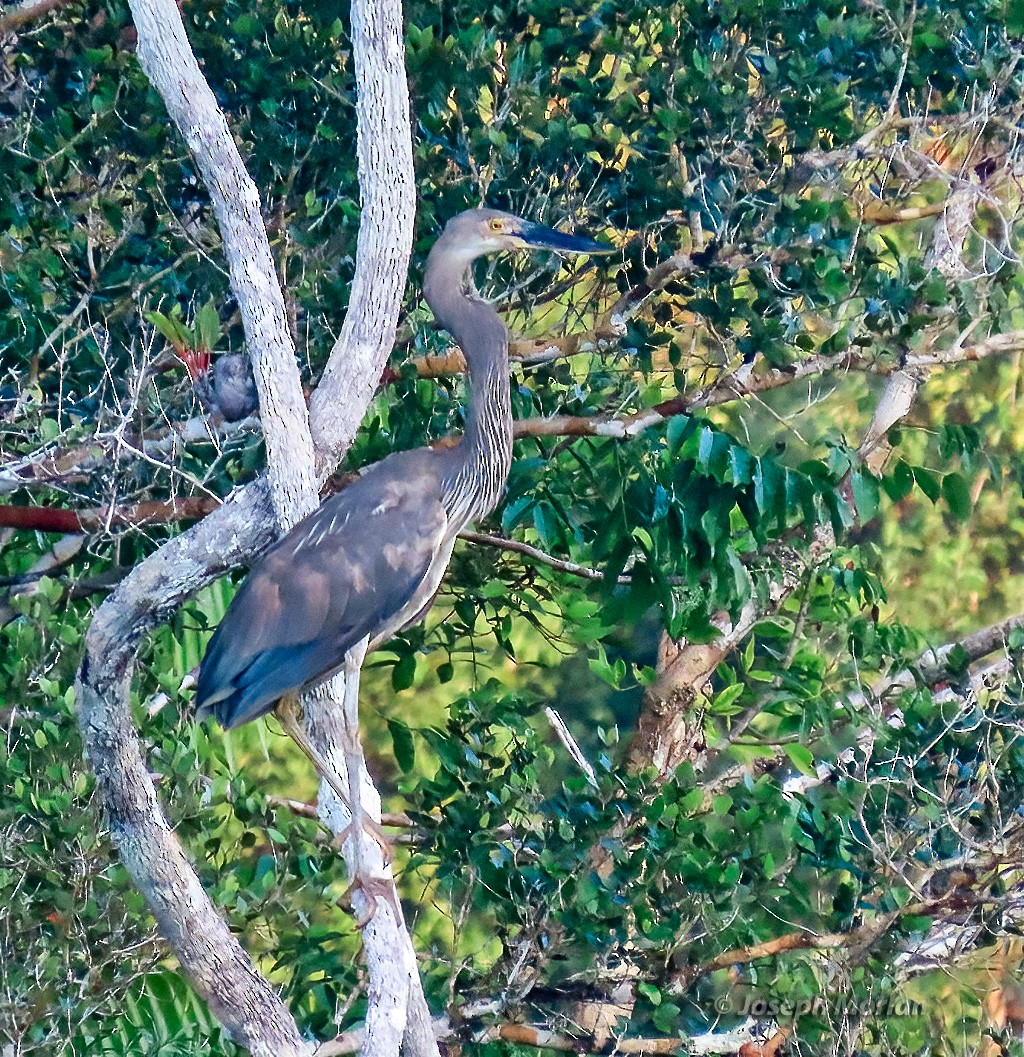 Great-billed Heron - ML611733916