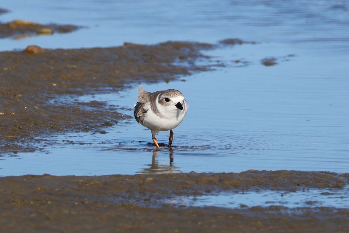 Piping Plover - ML611733918