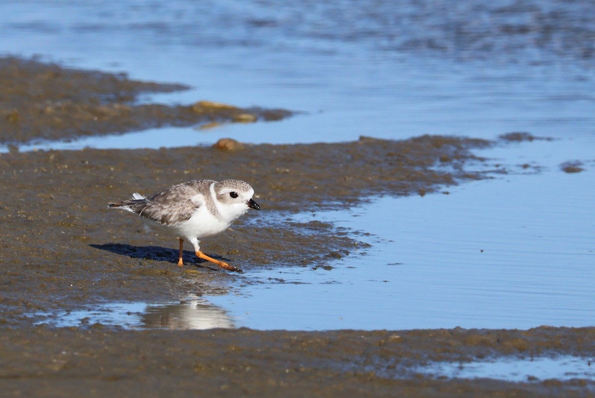 Piping Plover - ML611733919