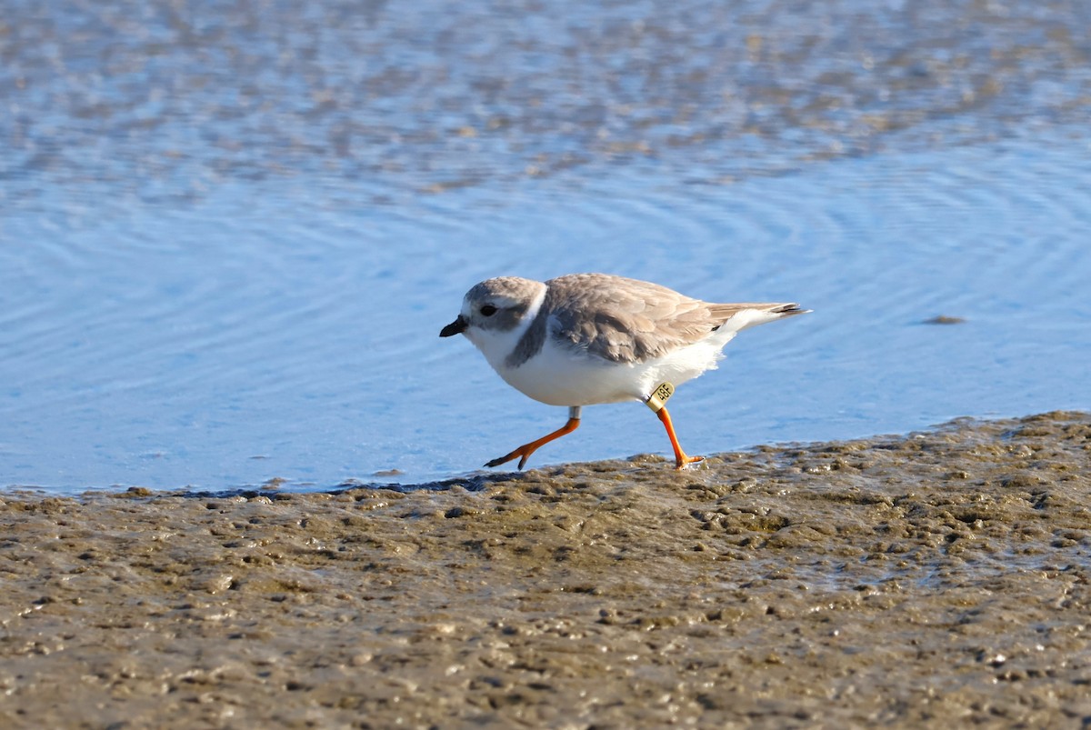 Piping Plover - ML611733920