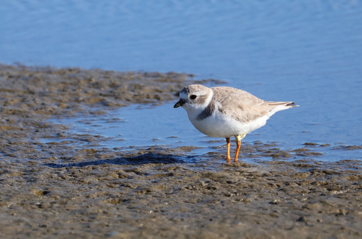 Piping Plover - ML611733921