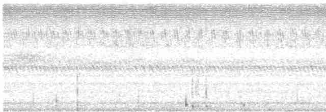 Сипуха темно-бура (підвид tenebricosa/arfaki) - ML611734029