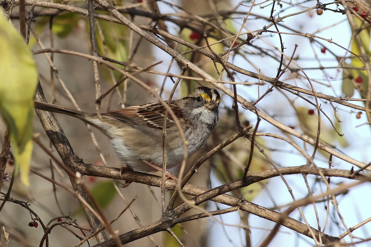 White-throated Sparrow - ML611734714
