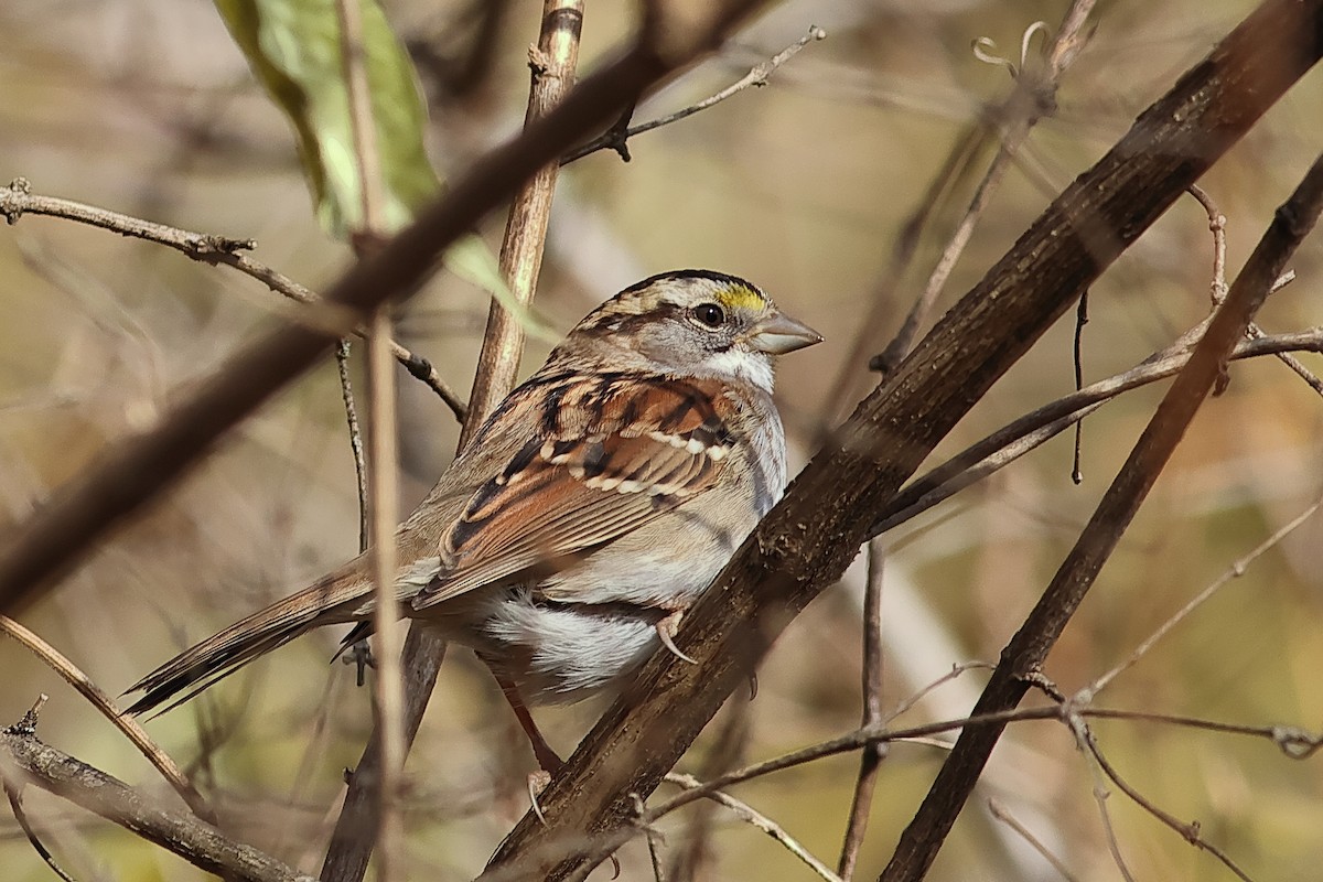 White-throated Sparrow - ML611734748