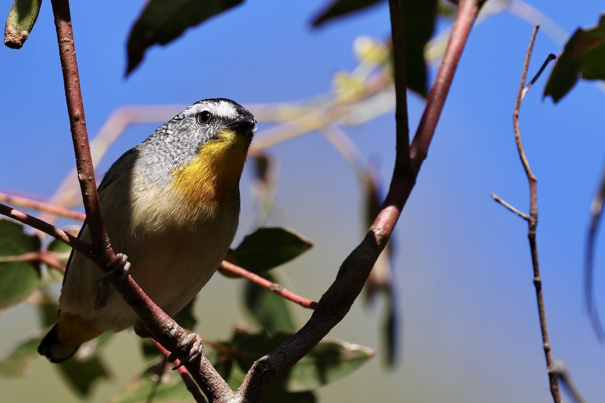 Spotted Pardalote - ML611734787