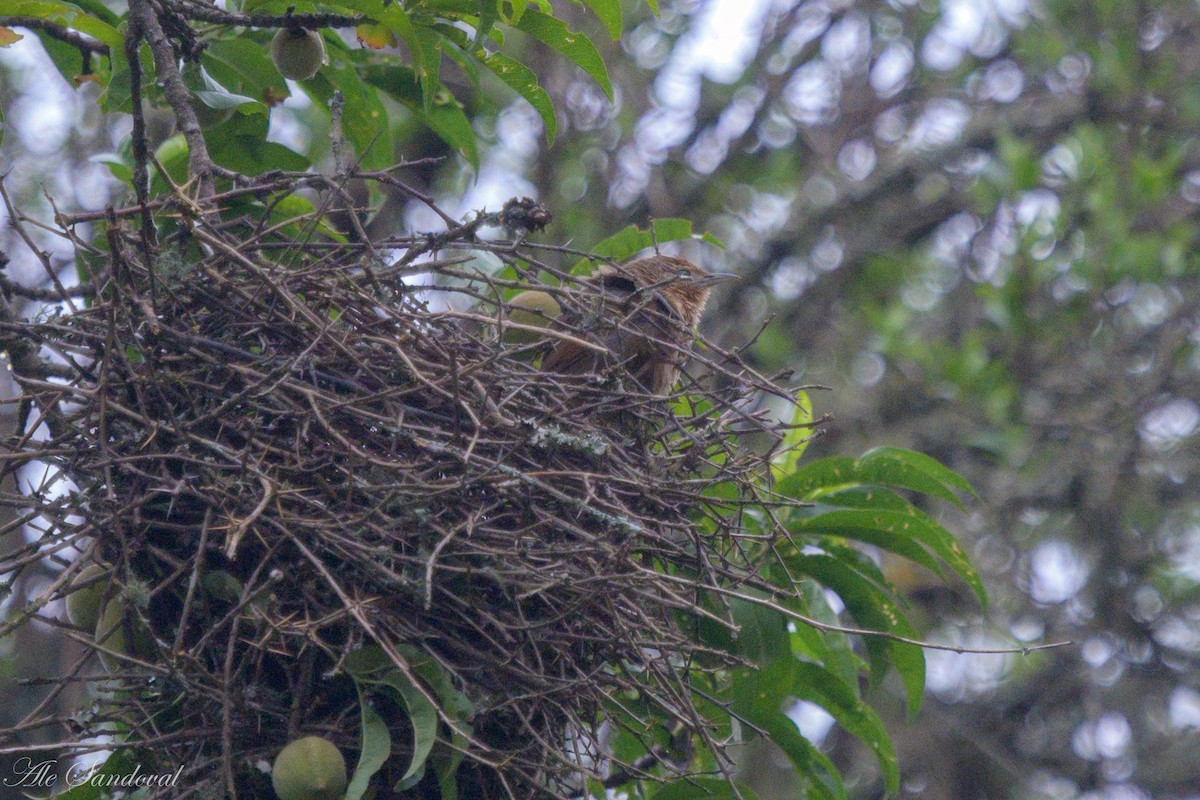 Spot-breasted Thornbird - ML611734794