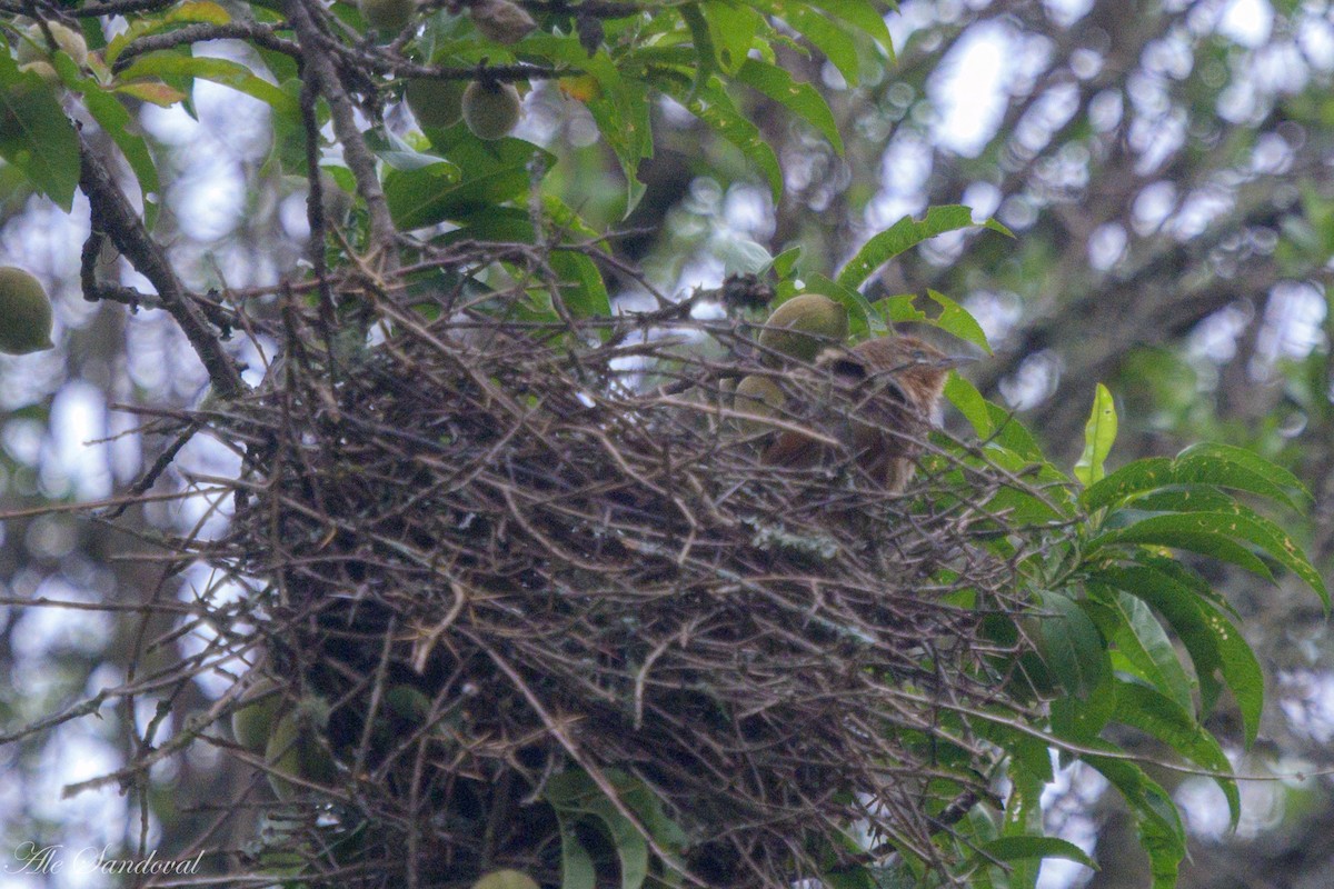 Spot-breasted Thornbird - ML611734795