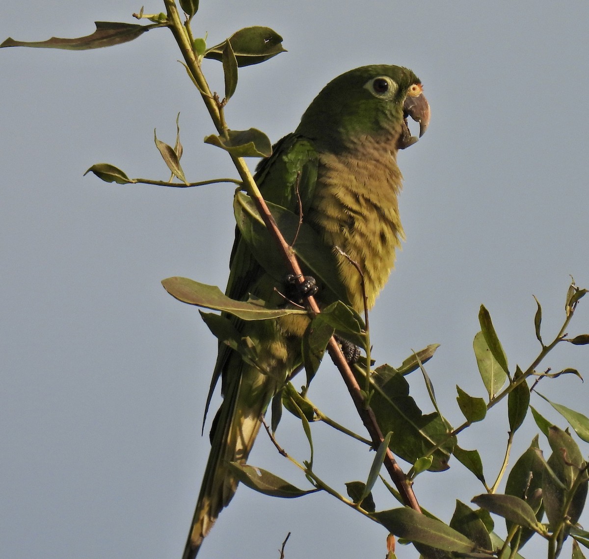Olive-throated Parakeet - Louise Duguay