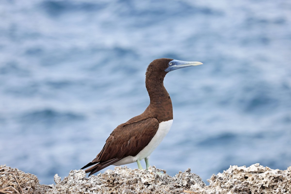 Brown Booby - ML611735237
