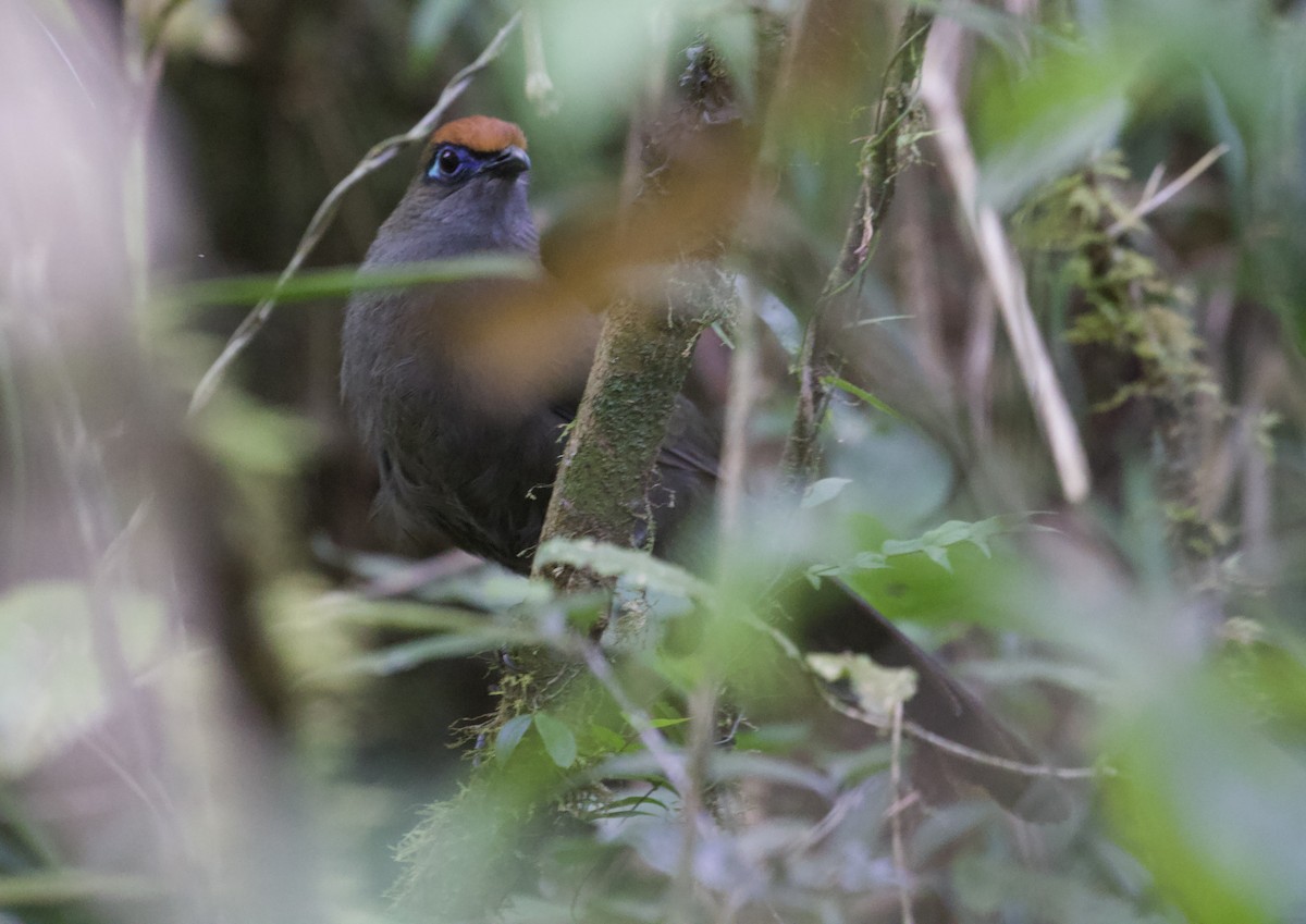 Red-fronted Coua - ML611735312
