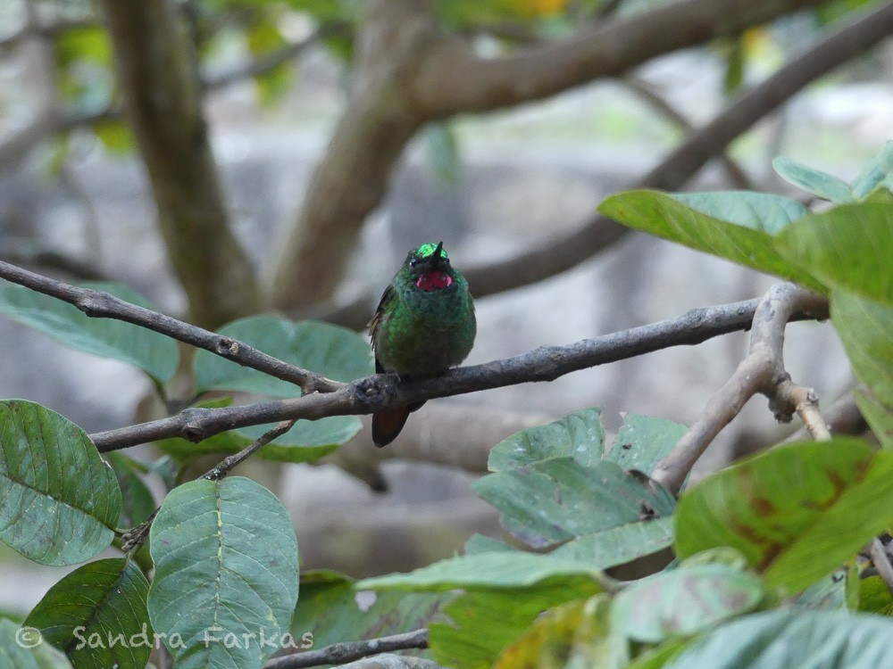 kolibřík brazilský - ML611735439