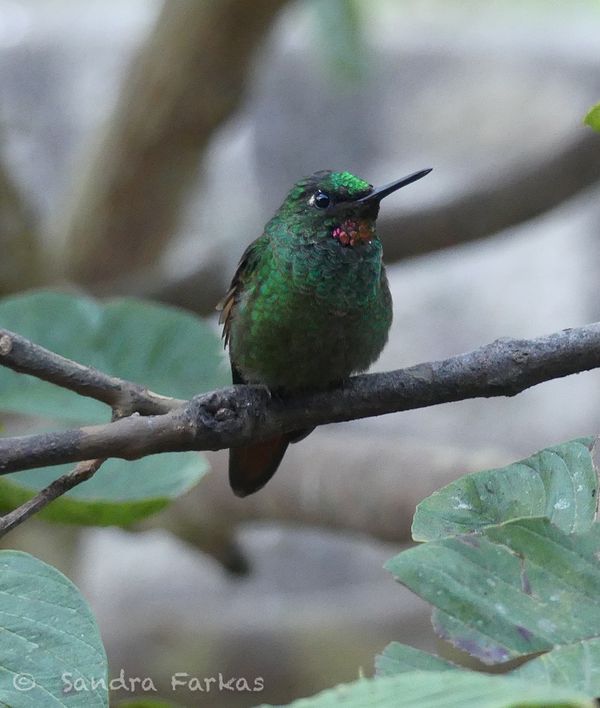 kolibřík brazilský - ML611735440