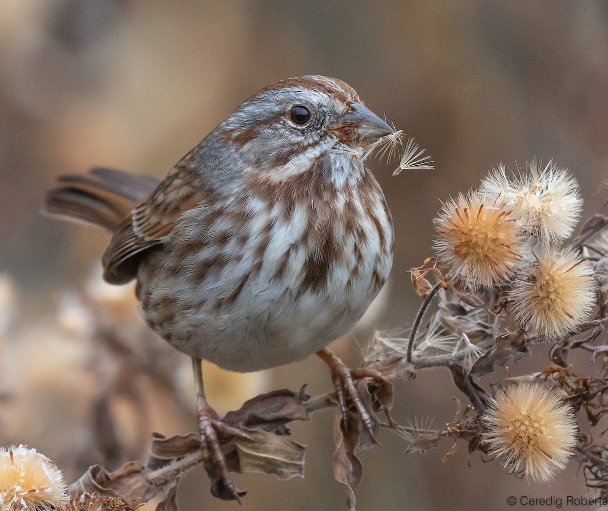 Song Sparrow - ML611735509