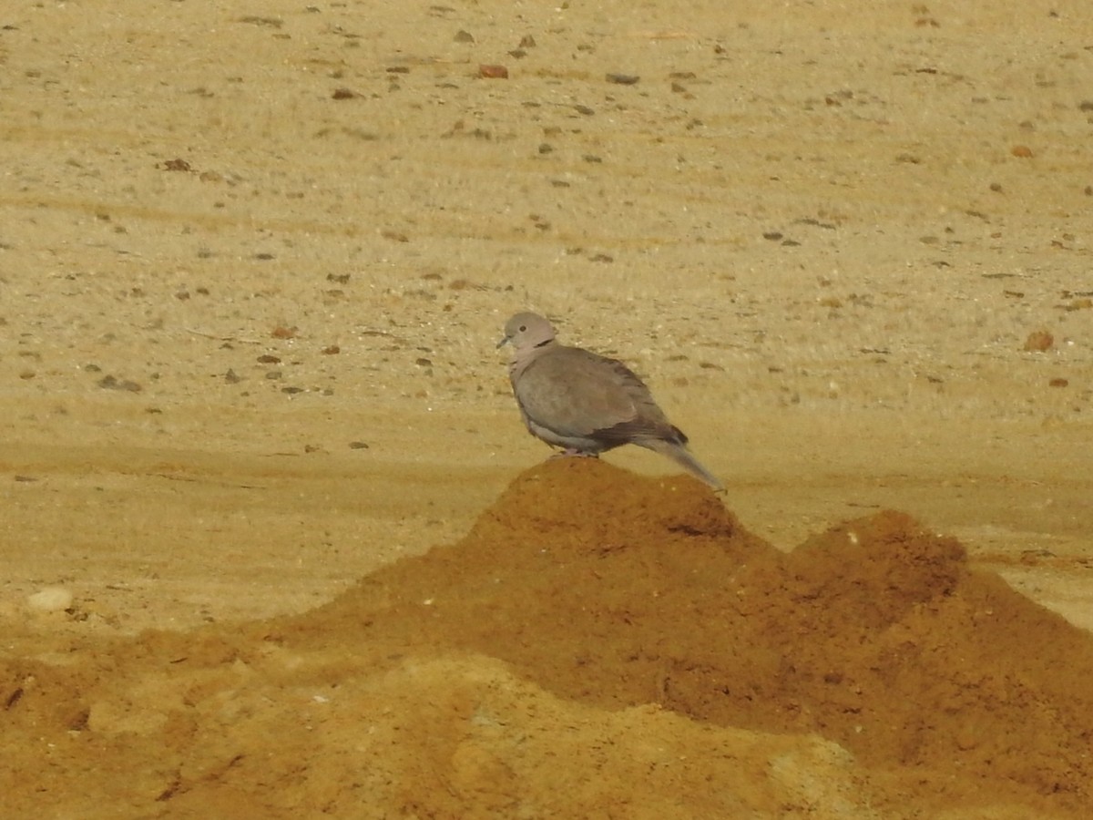 Eurasian Collared-Dove - ML611735594