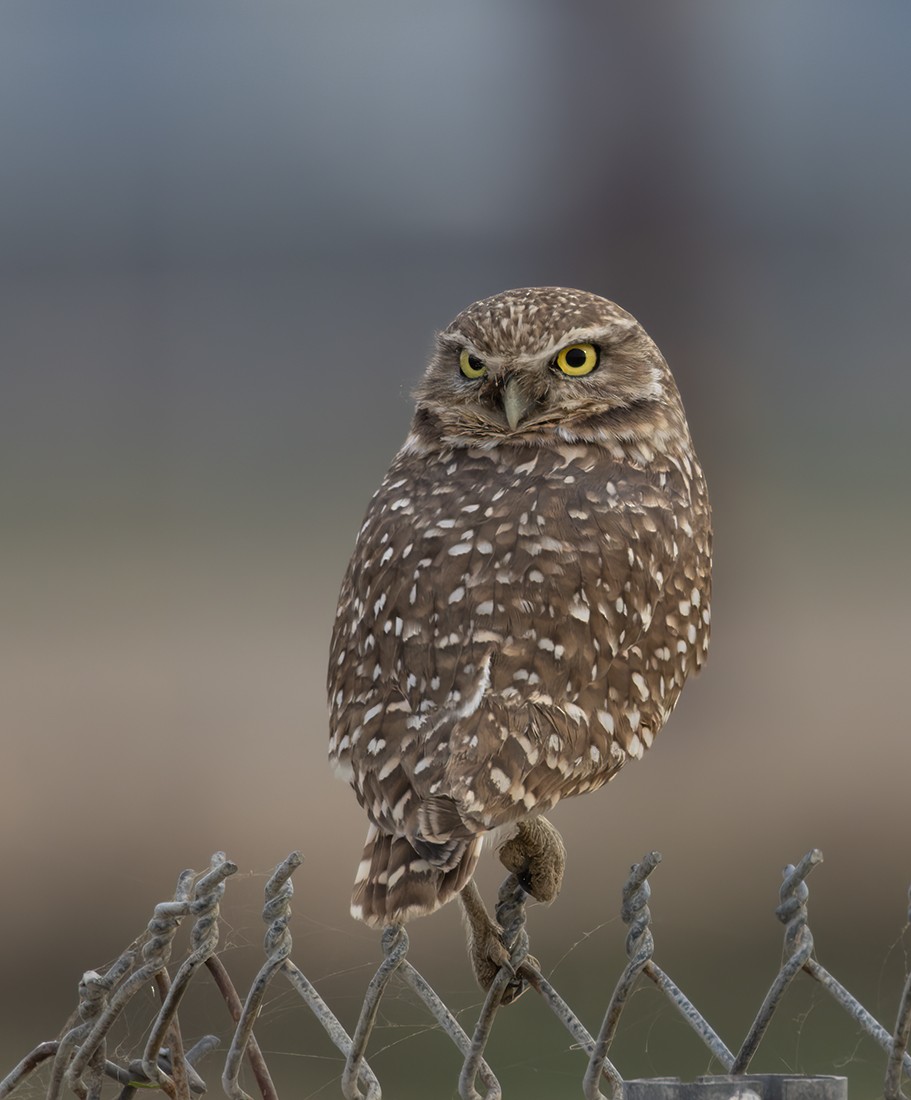 Burrowing Owl - ML611736066