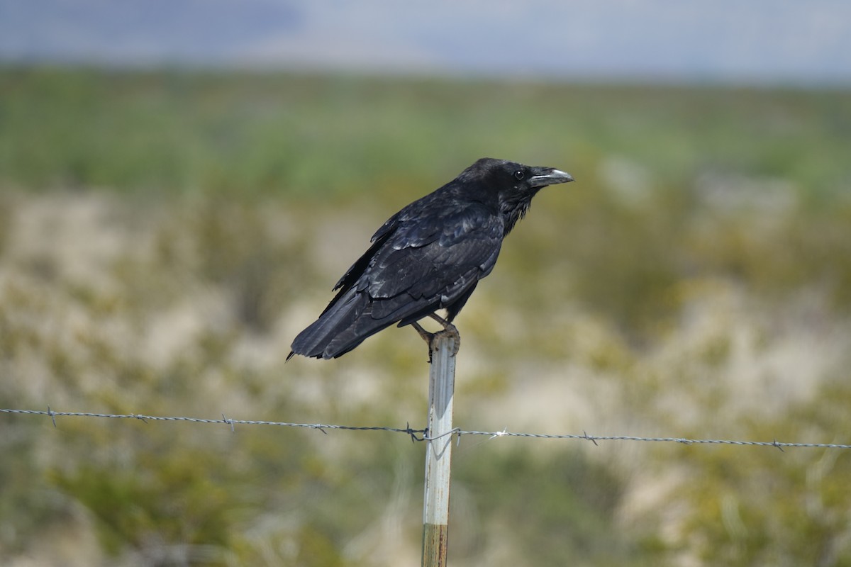 Chihuahuan Raven - ML611736236
