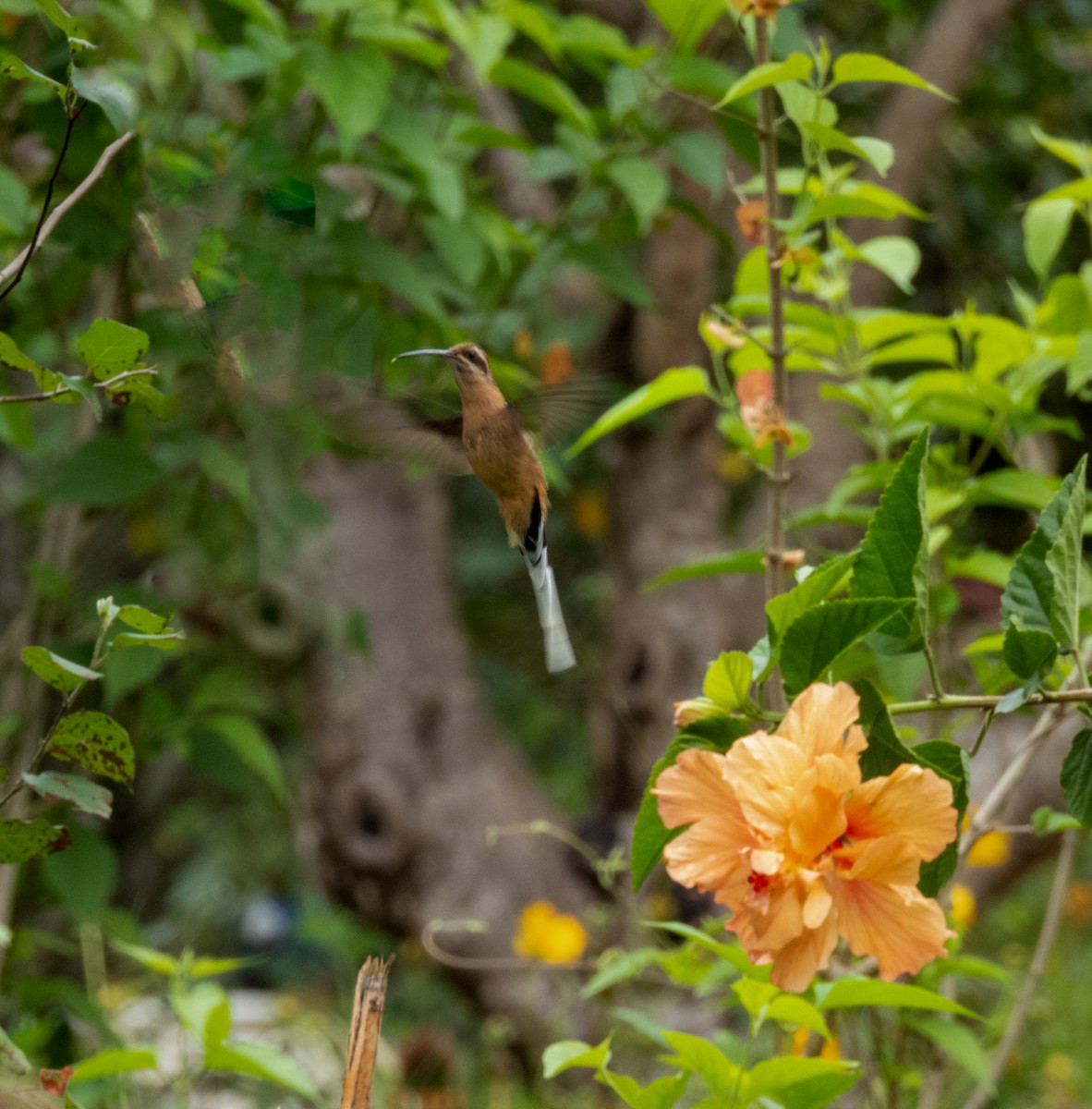 Солнечный колибри-отшельник - ML611736616