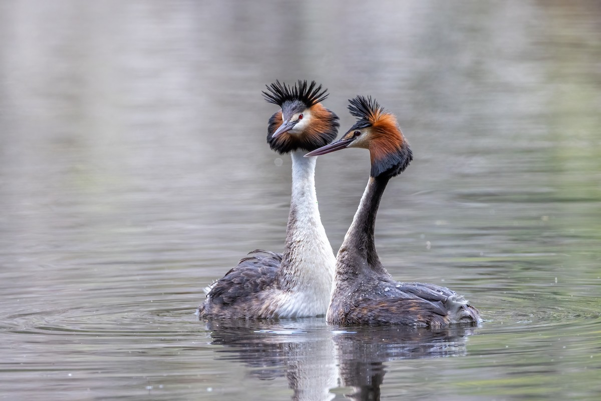 Great Crested Grebe - ML611736622