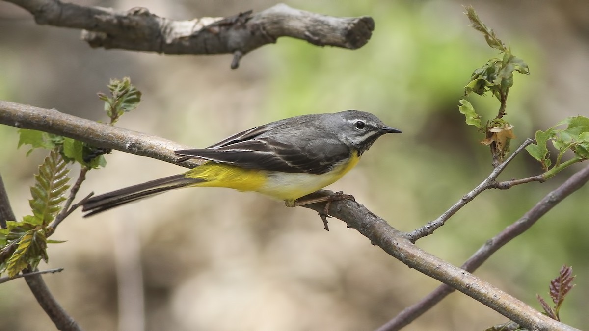 Gray Wagtail - ML611737321