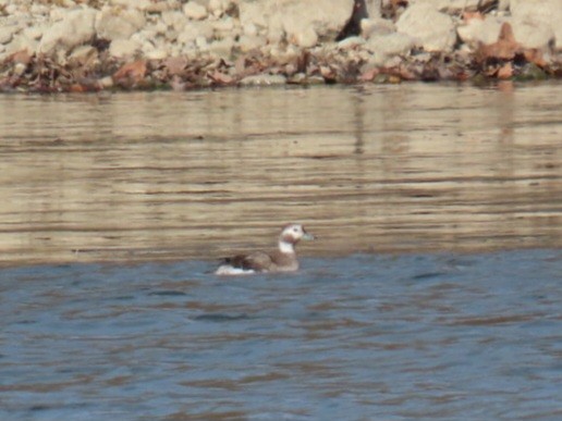 Long-tailed Duck - ML611737333