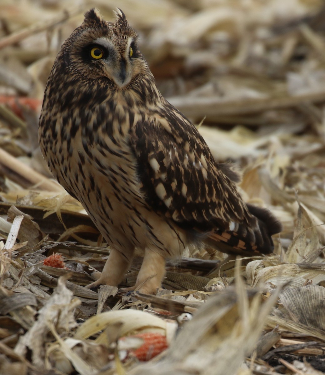Short-eared Owl - ML611737681