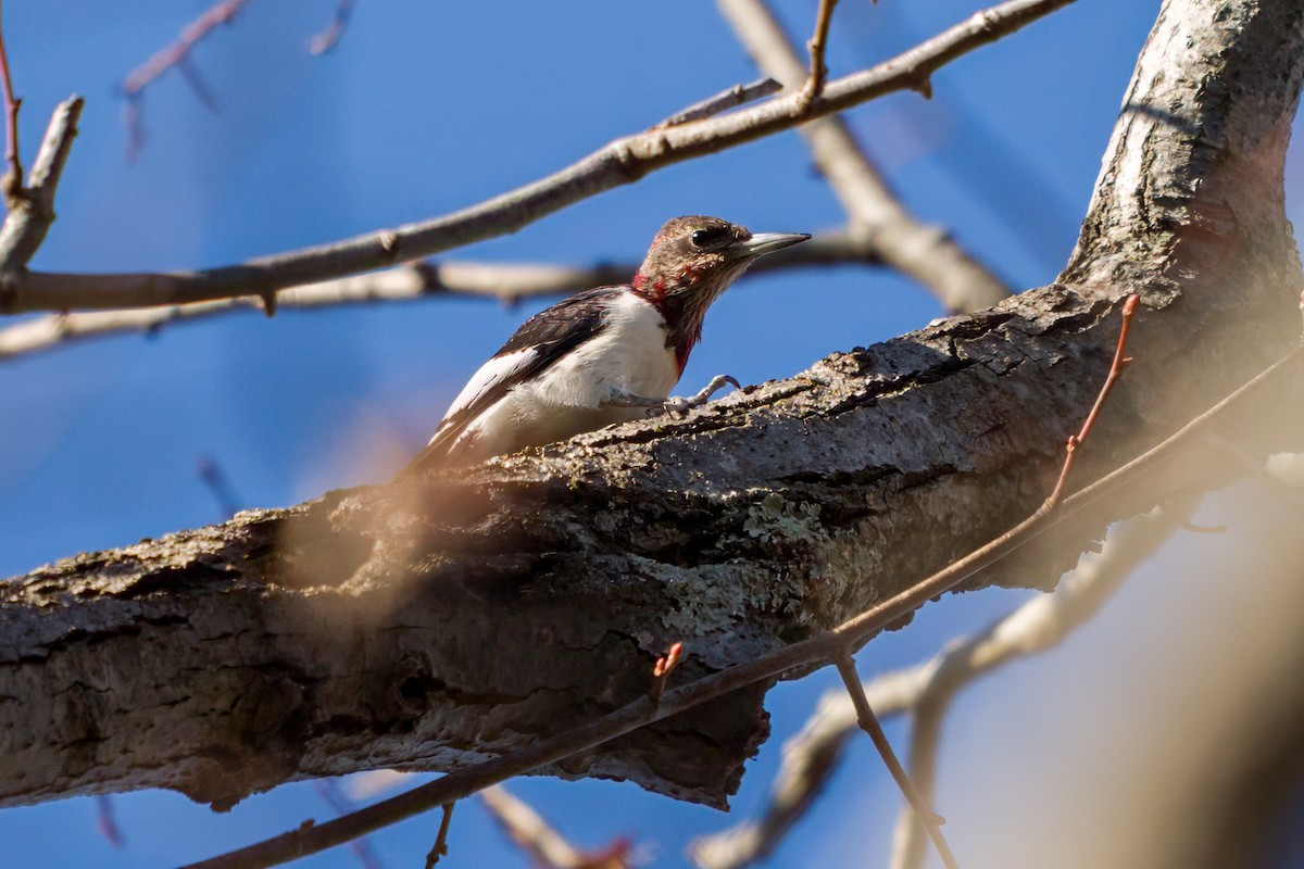 Red-headed Woodpecker - Dylan Buell