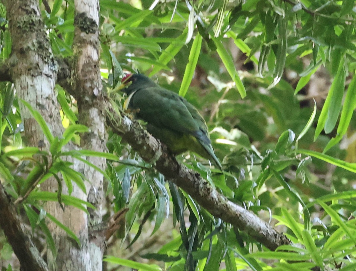 White-breasted Fruit-Dove - ML611738028