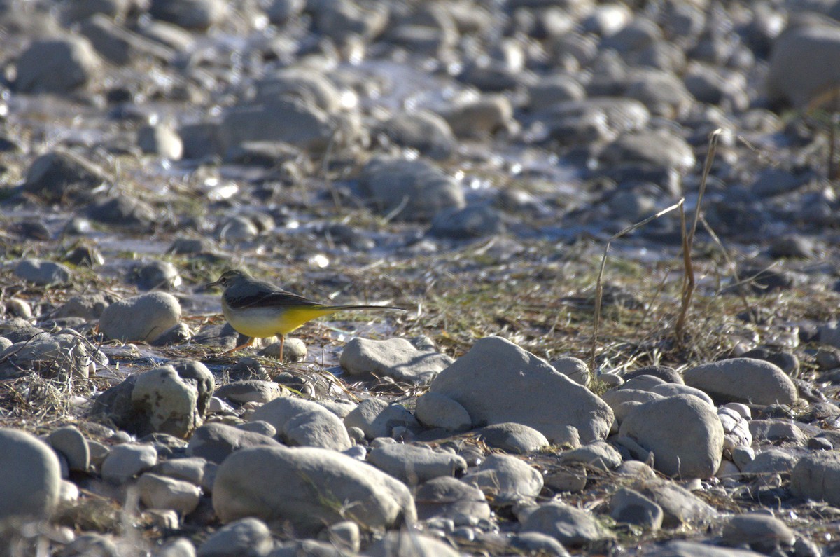 Gray Wagtail - ML611738078