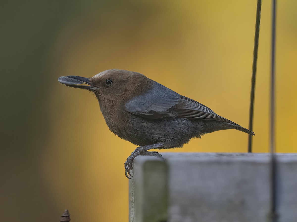 Brown-headed Nuthatch - ML611738210