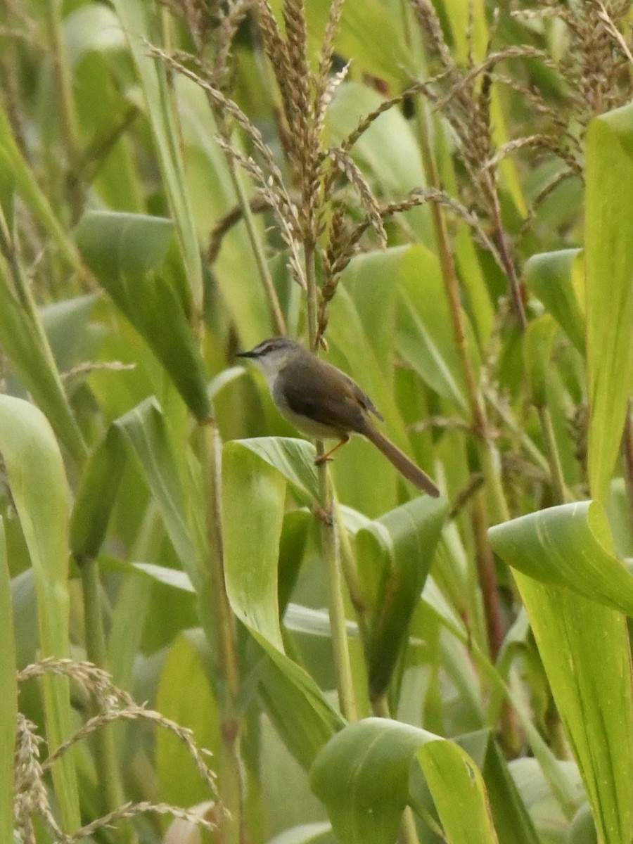 Tawny-flanked Prinia - ML611738445