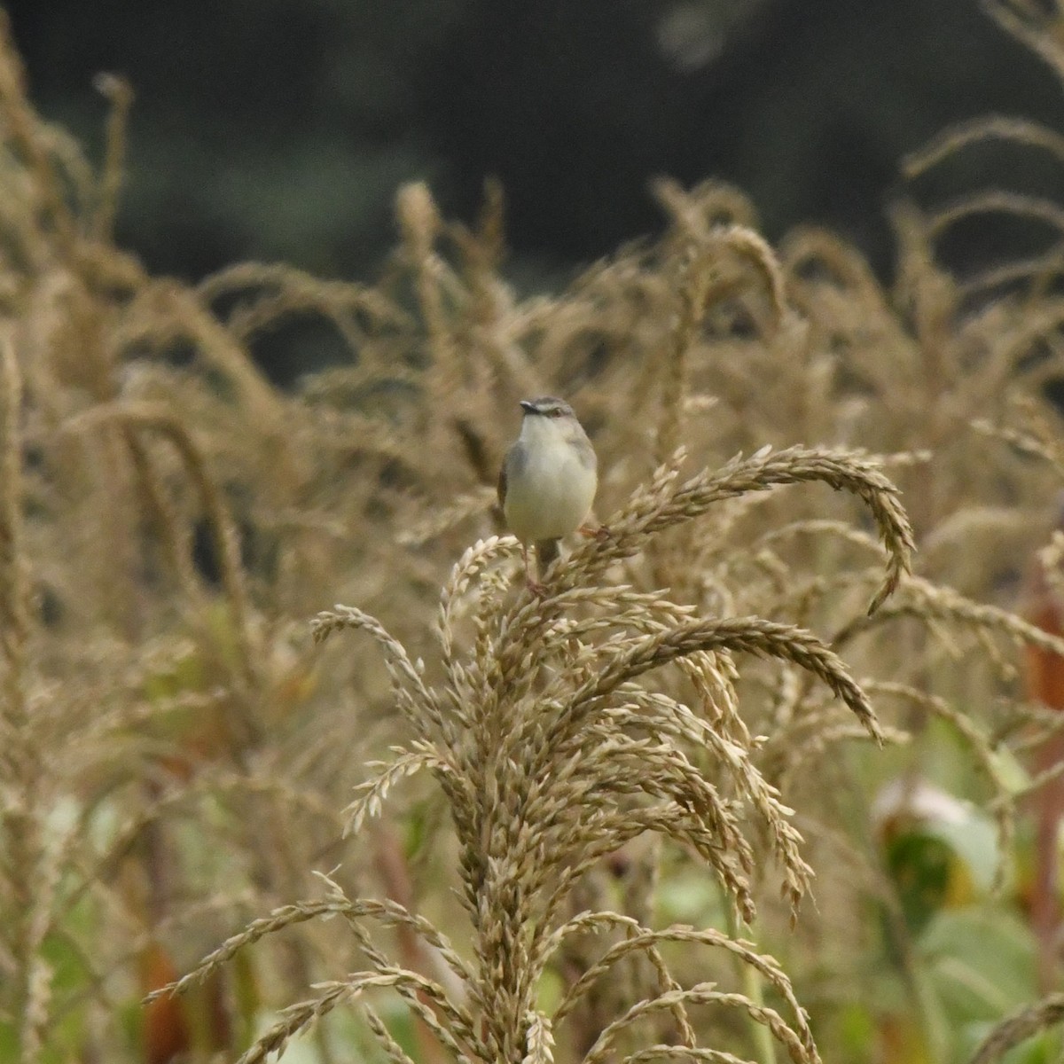 Tawny-flanked Prinia - ML611738446
