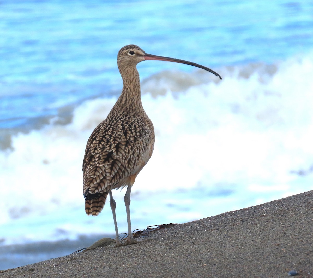 Long-billed Curlew - ML611738651