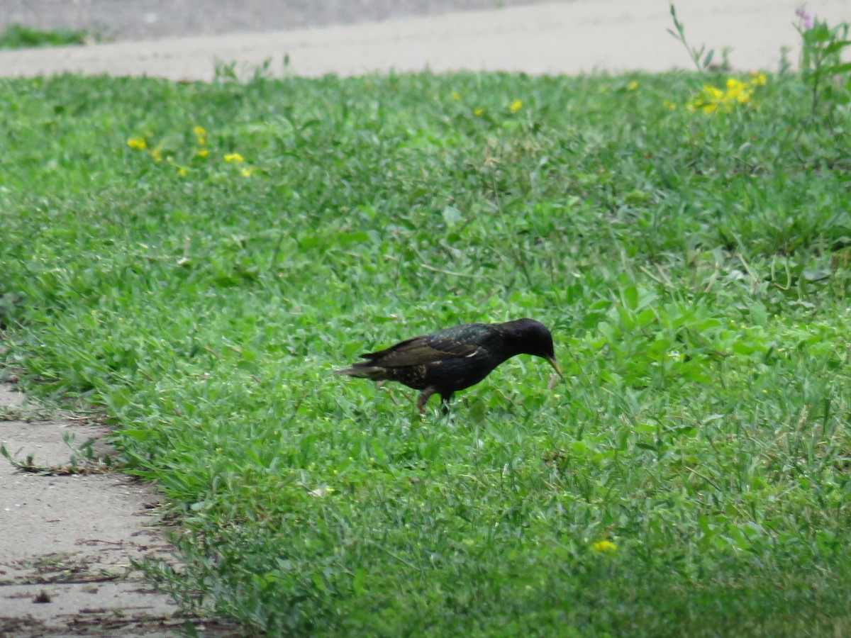 European Starling - ML611738777