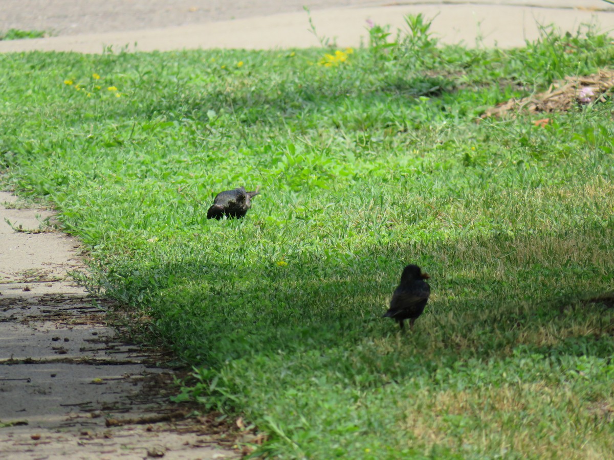 European Starling - ML611738801