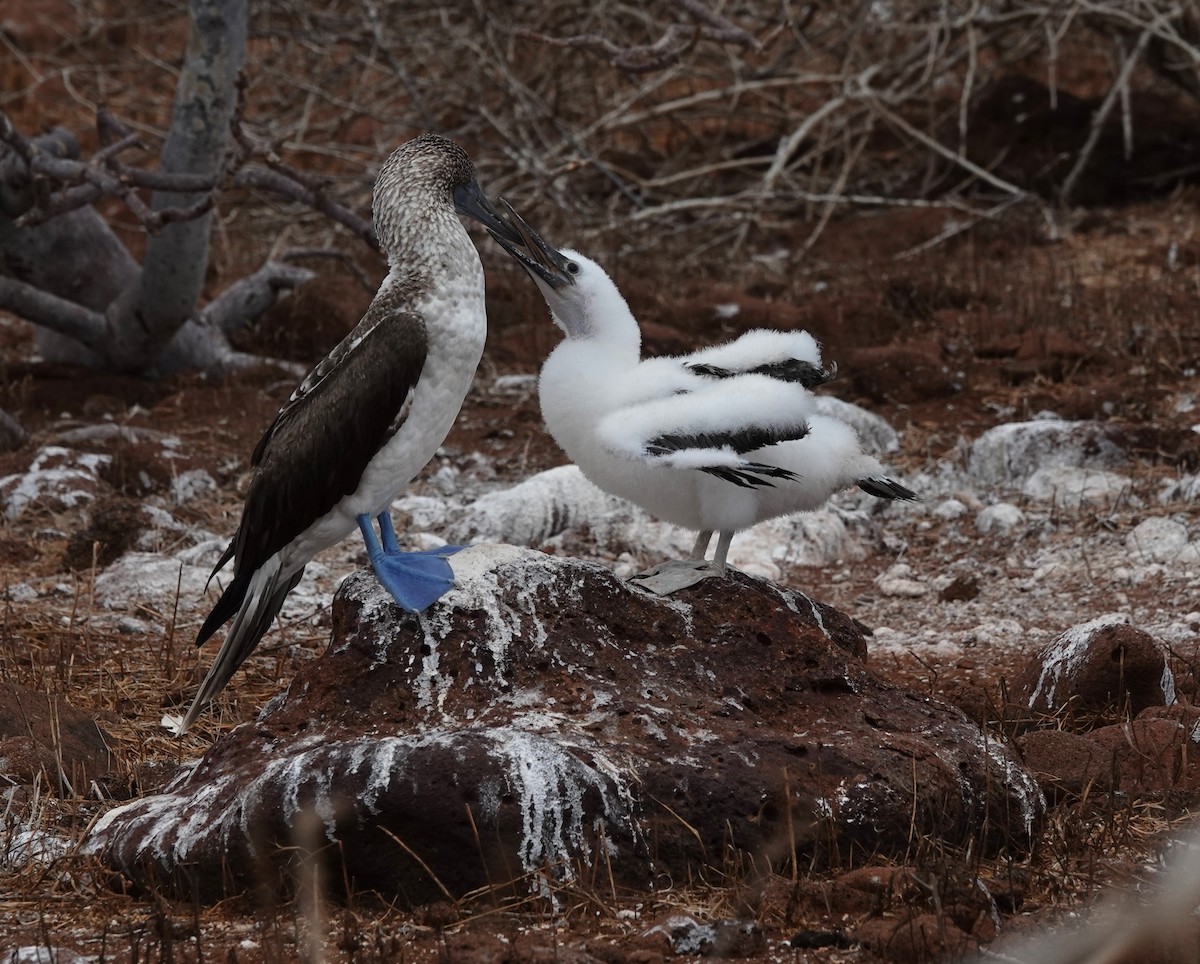 Blue-footed Booby - ML611738848