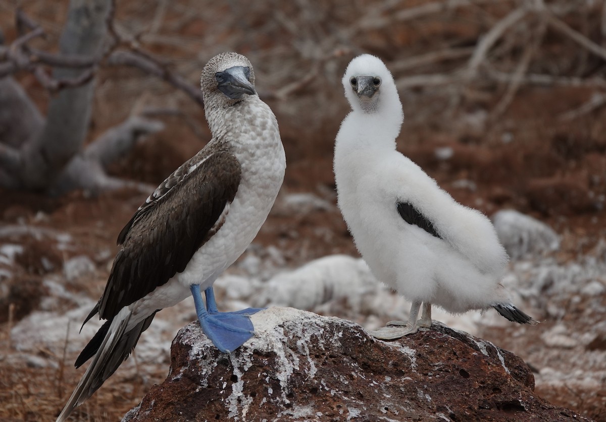 Blue-footed Booby - ML611738851