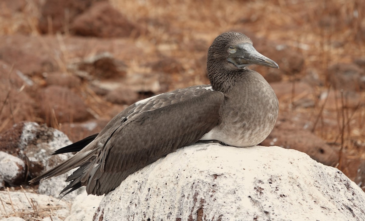 Blue-footed Booby - ML611738855