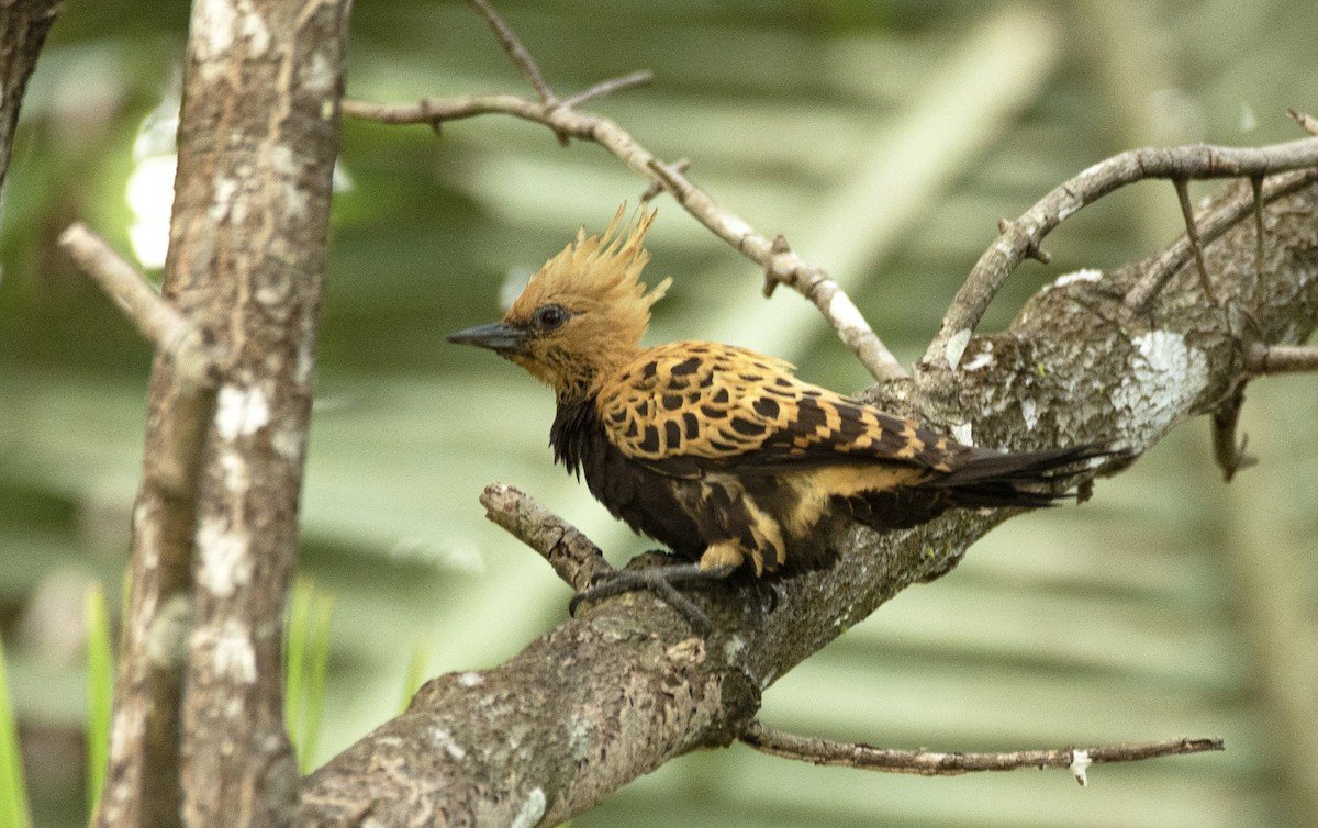 Ochre-backed Woodpecker - ML611738932