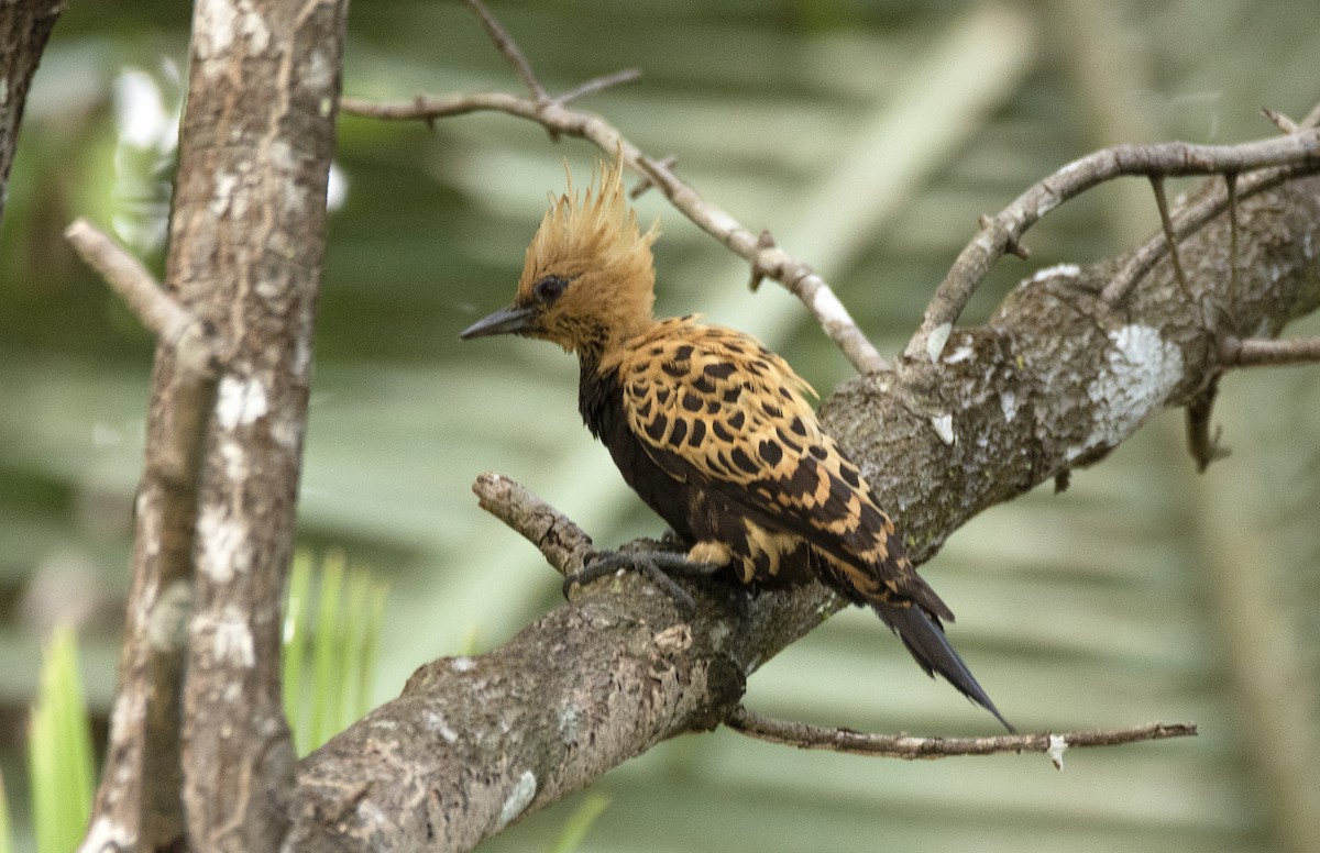 Ochre-backed Woodpecker - ML611738933