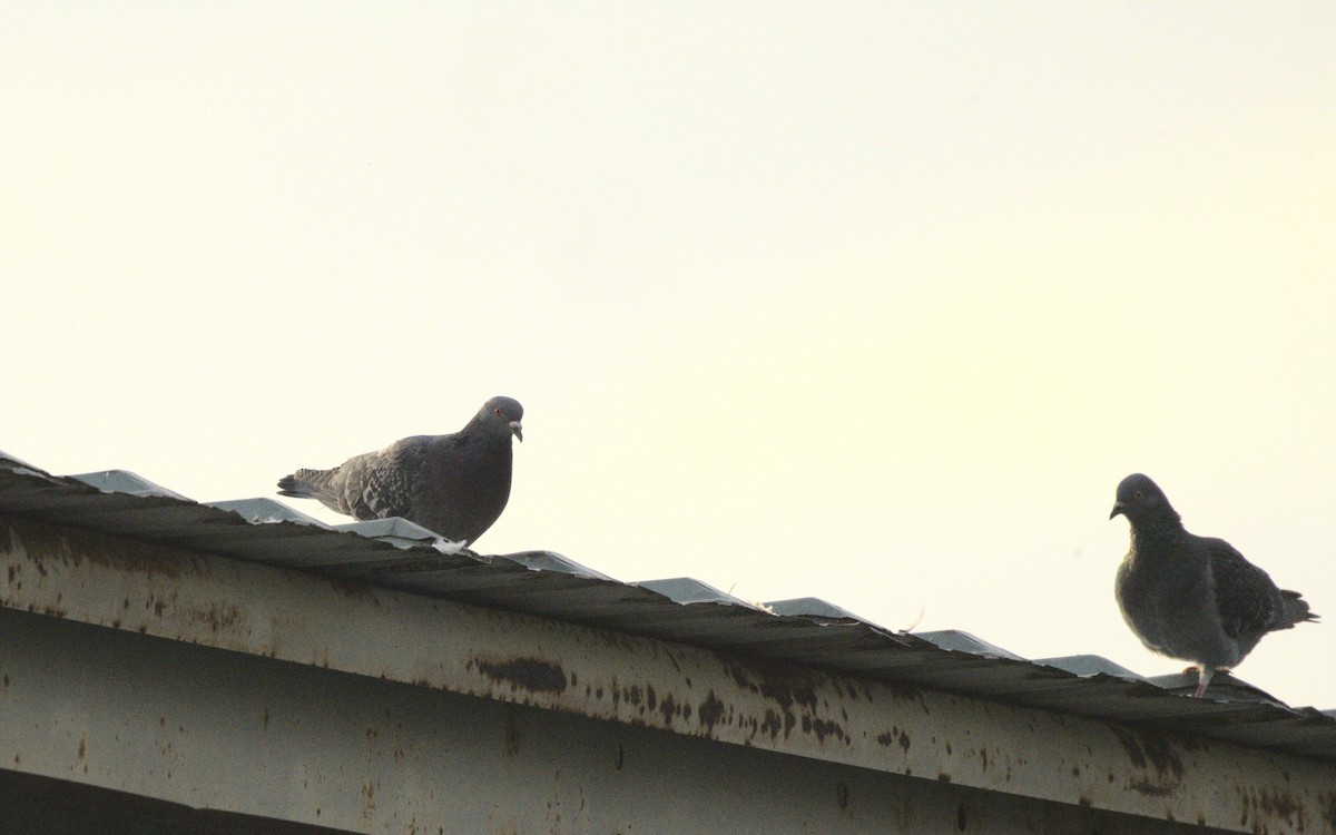 Rock Pigeon (Feral Pigeon) - ML611738973