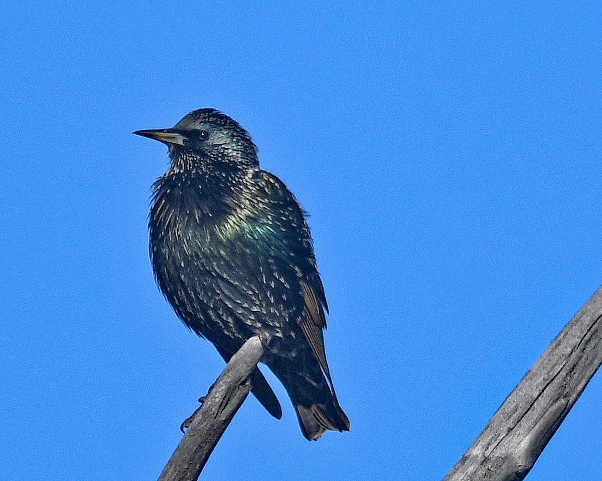 European Starling - ML611739072