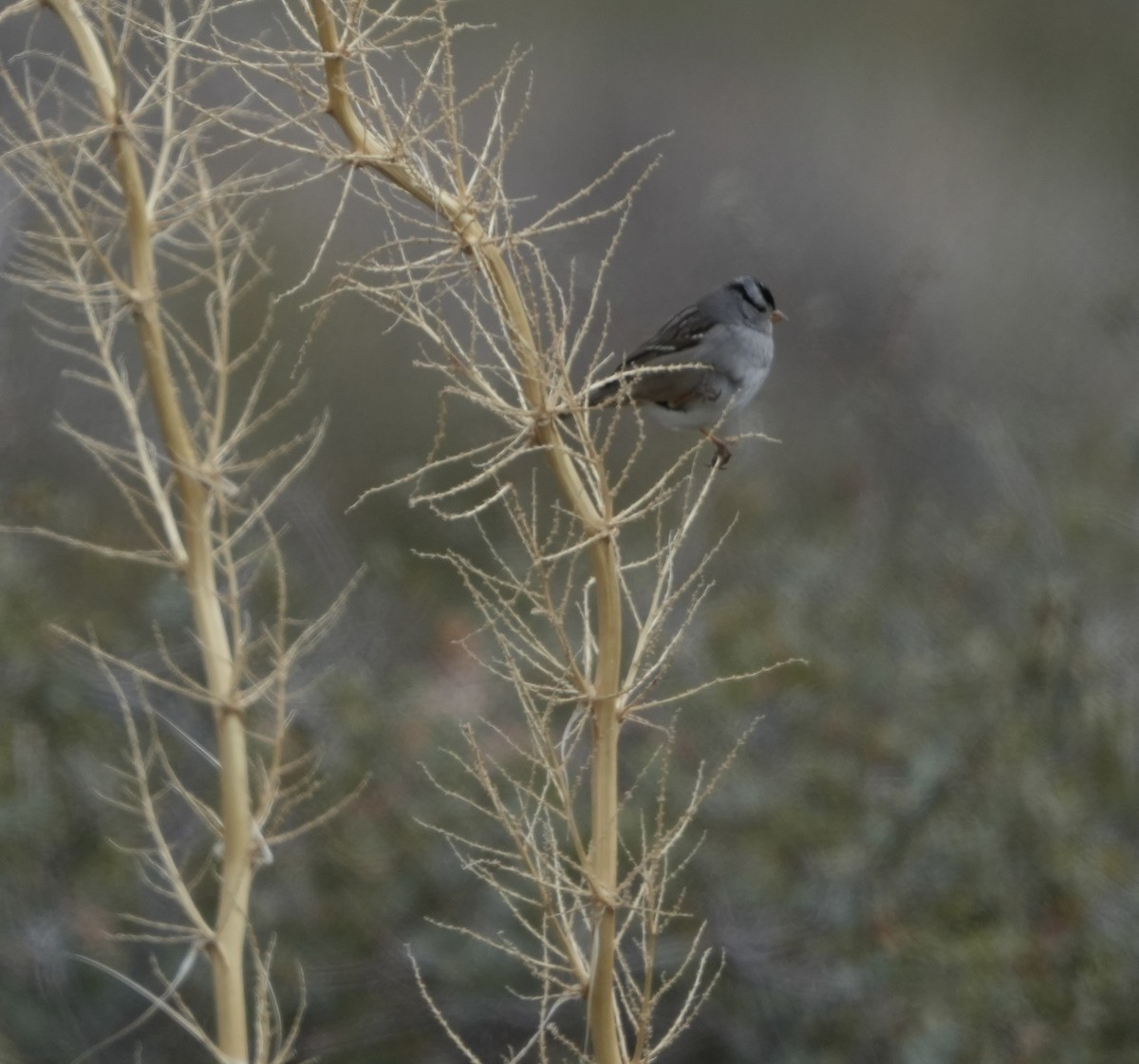 White-crowned Sparrow - ML611739172