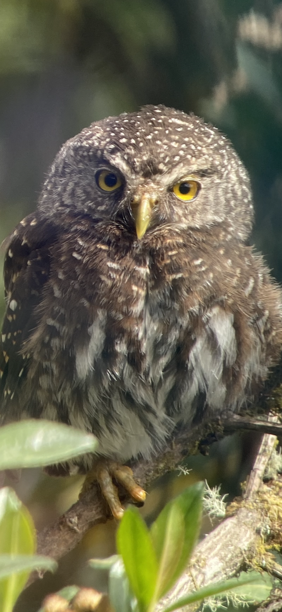 Andean Pygmy-Owl - ML611739407