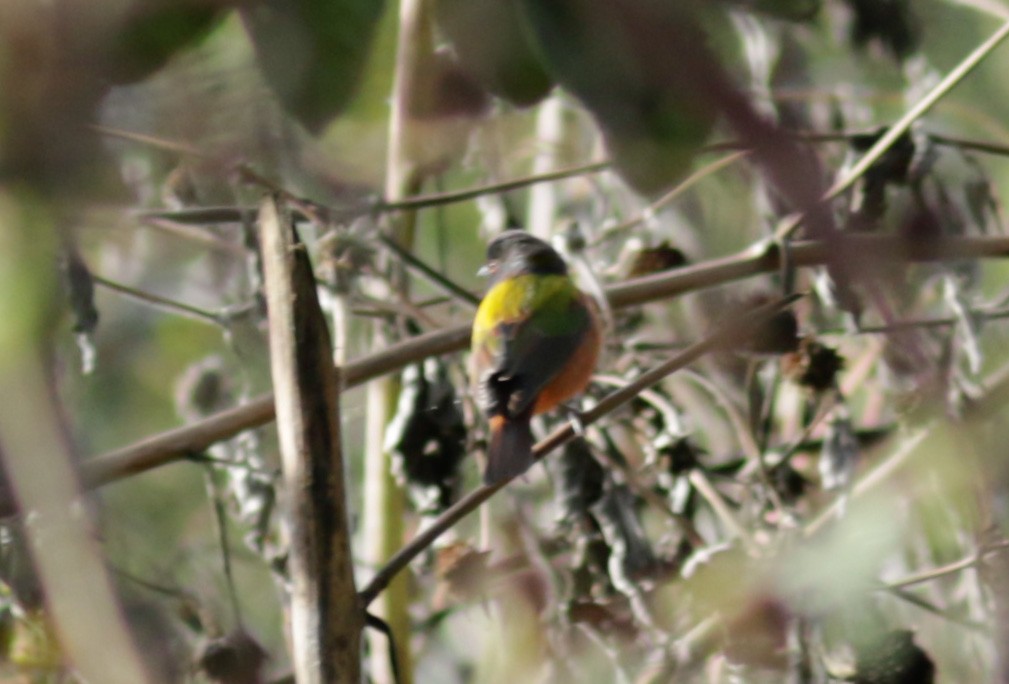 Painted Bunting - ML611739540