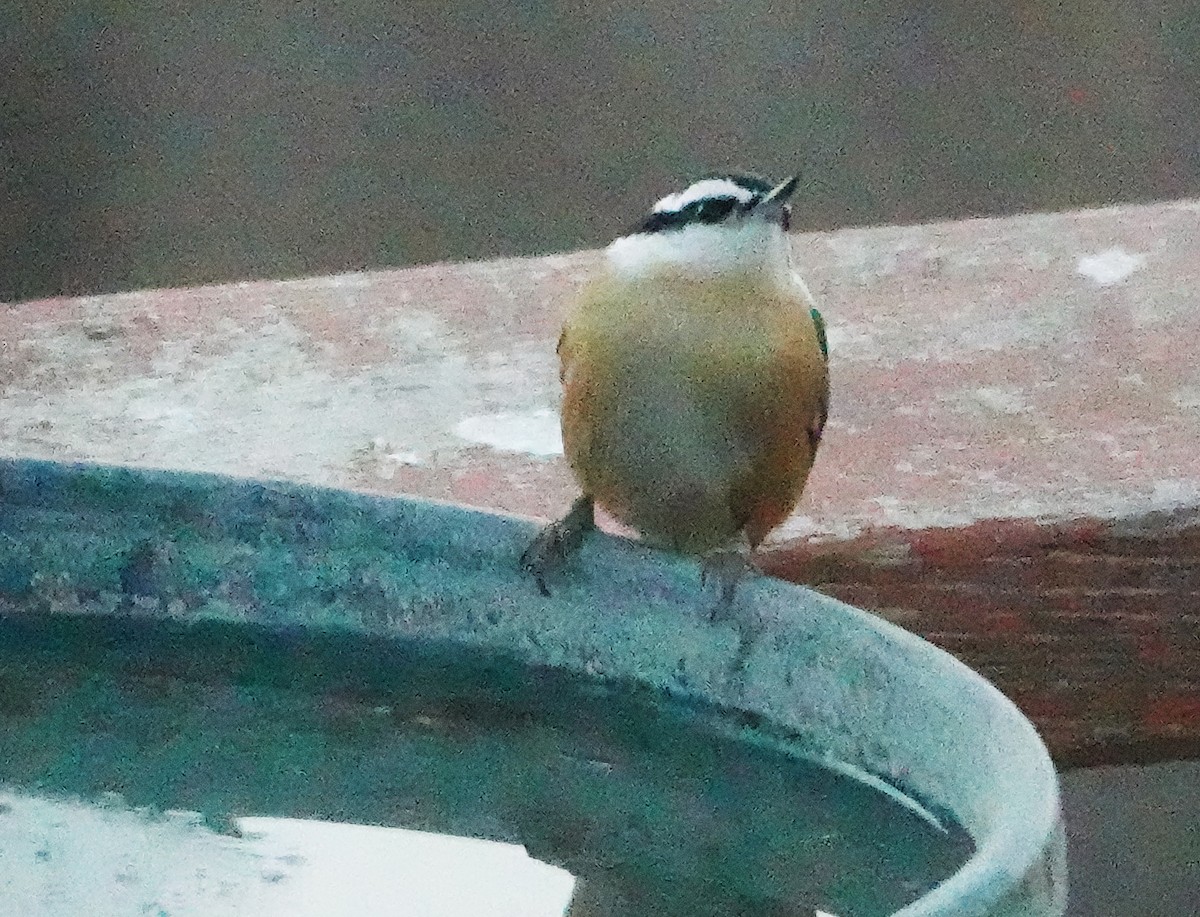 Red-breasted Nuthatch - ML611739781