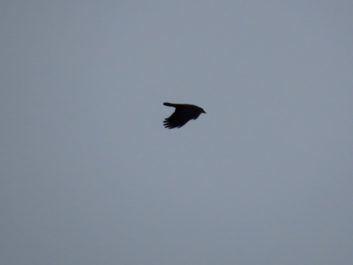 American Crow - ML611740053